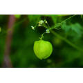 Asian garden indoesnisa Peruv Groundcherry seeds flower seeds for growing